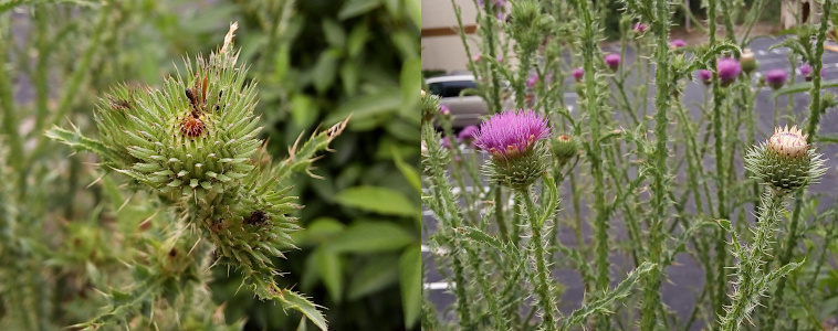 [Two photos spliced together. On the left is a fully-closed bloom--only green and spikes show. On the right is an open purple bloom. The top has spikes of purple while the under part is green spikes.]